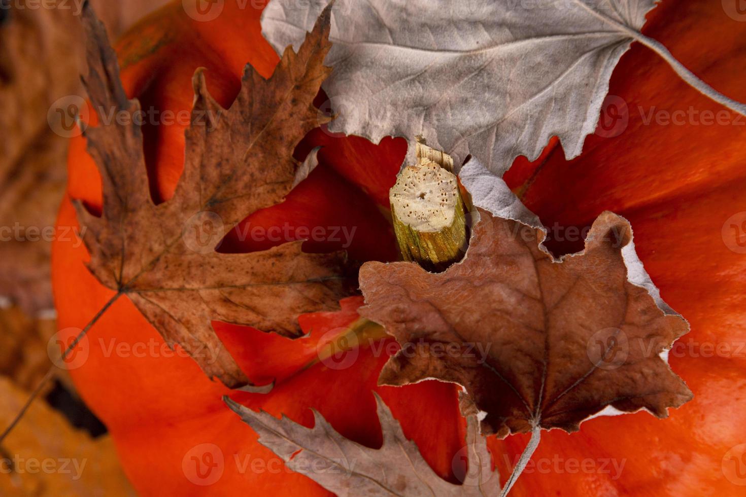 Orange pumpkin with autumn maple leaves on a wooden table. Autumn harvest background. Thanksgiving Day. photo