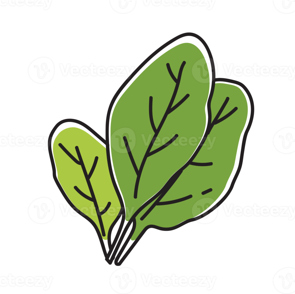 Spinach Vegetable Outline Illustration png