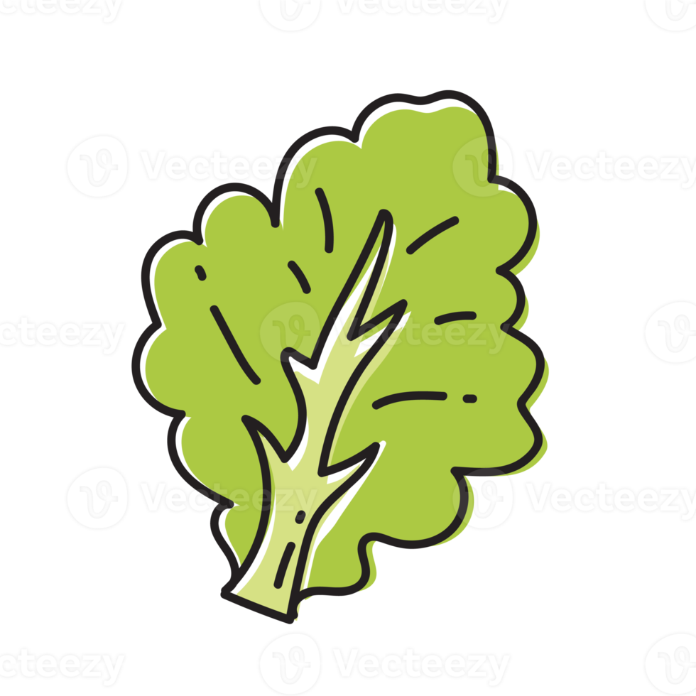 ilustración de contorno vegetal de lechuga png