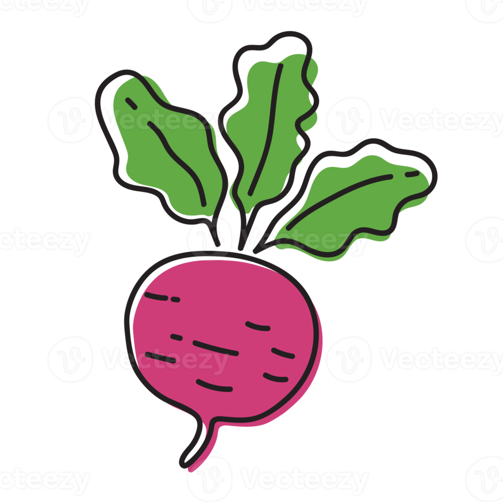 Beetroot Vegetable Outline Illustration png
