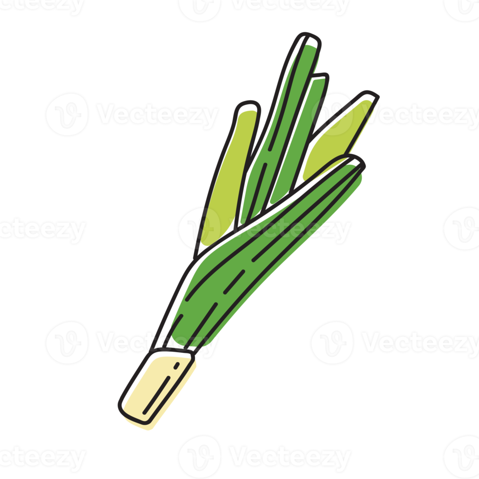 Leek Vegetable Outline Illustration png