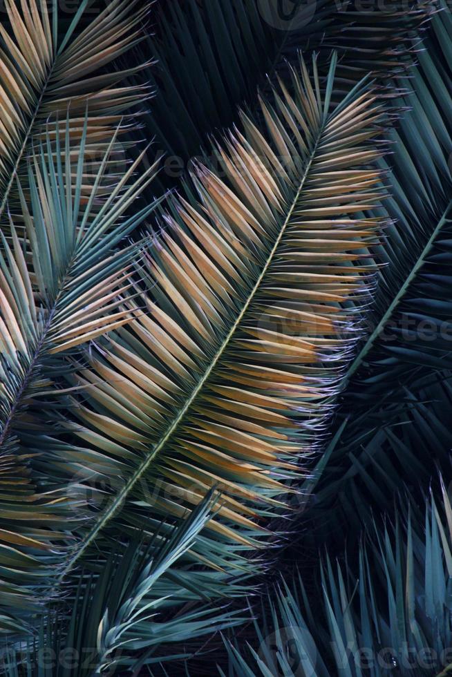 palm tree leaves background photo