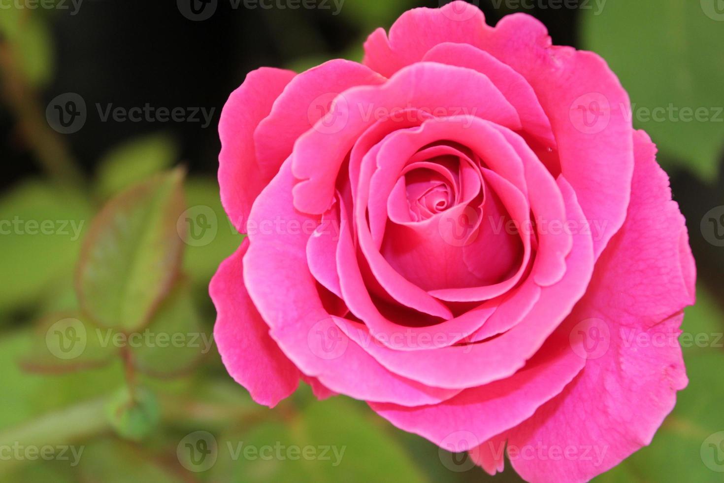 primer plano de una flor rosa, rosa, flor rosa, rosa roja, rosa rosa foto