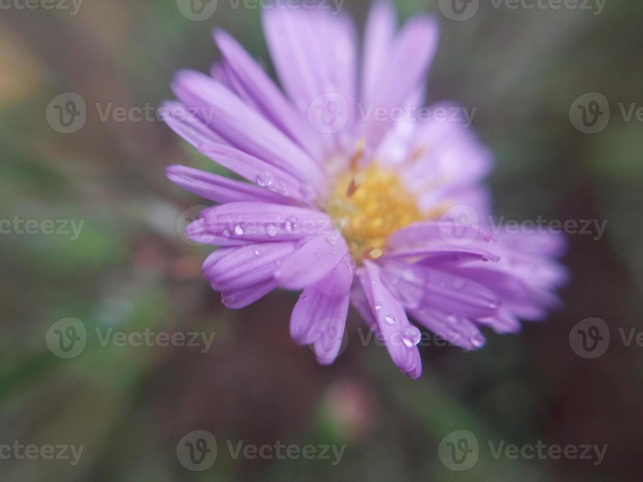 Colorful autumn flowers in the autumn garden photo