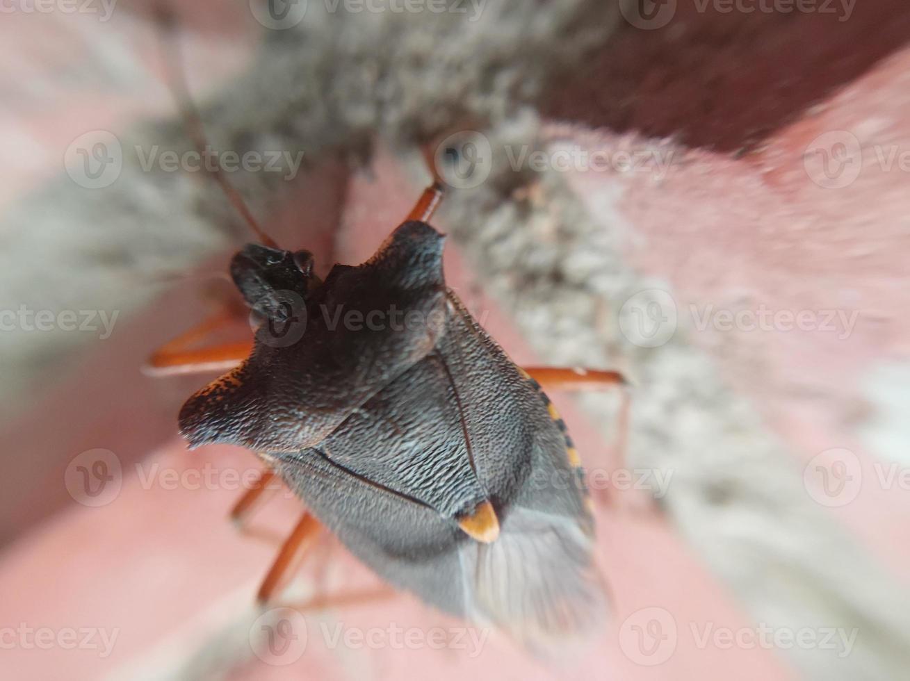 Beetle crawling on concrete tiles photo