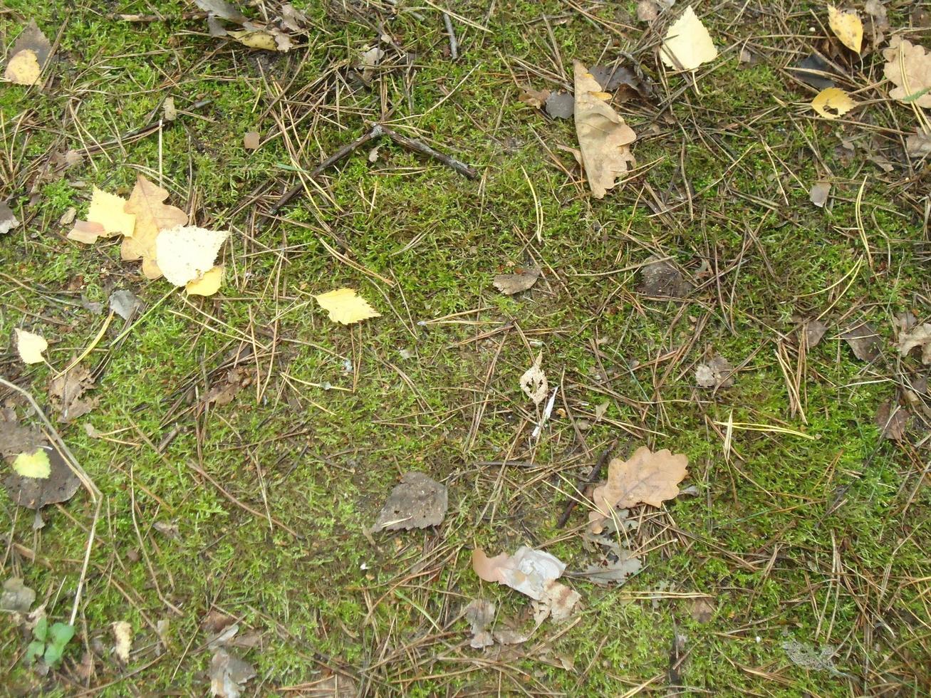 Opal autumn foliage and lies on the ground photo