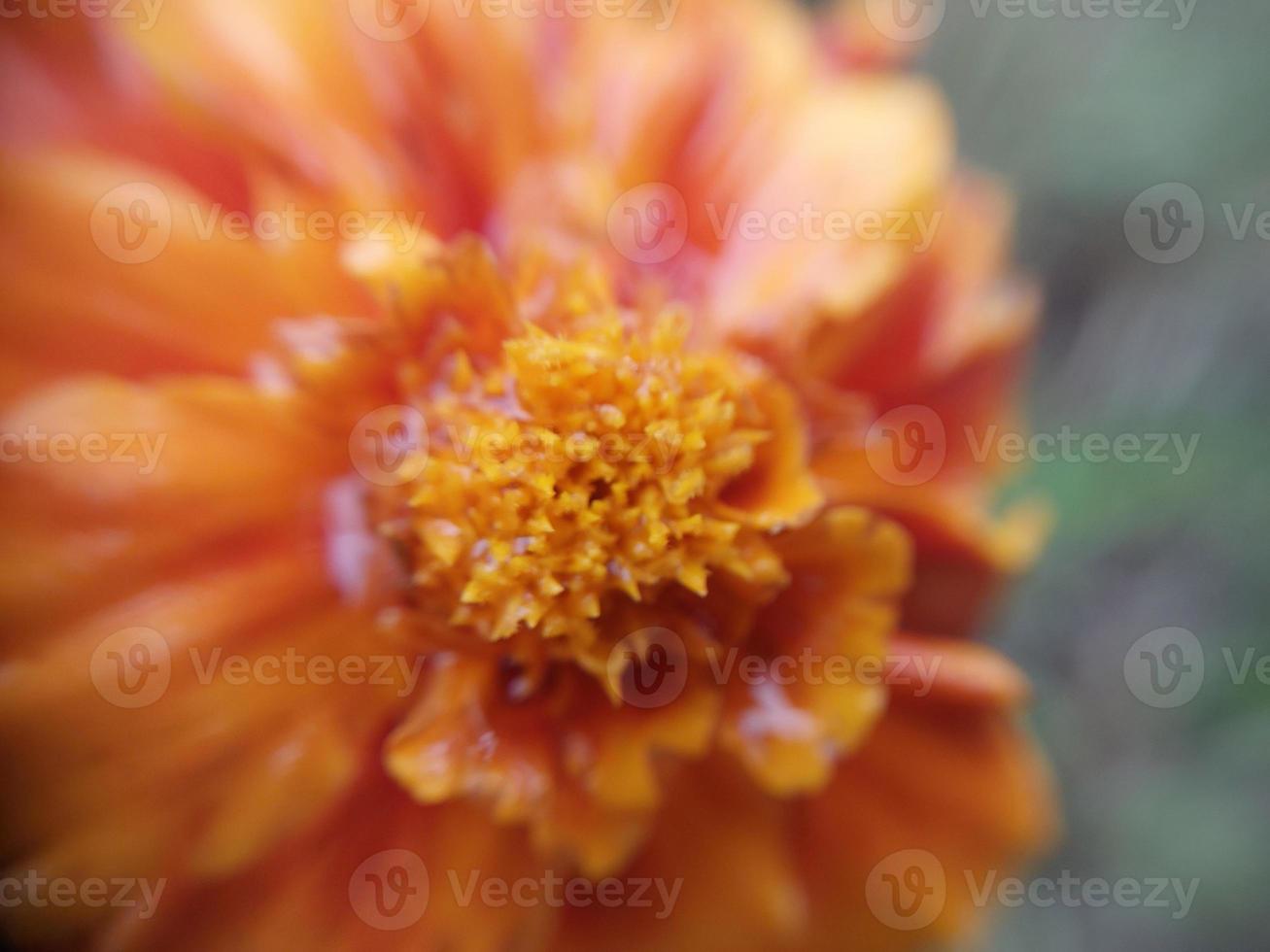 Colorful autumn flowers in the autumn garden photo