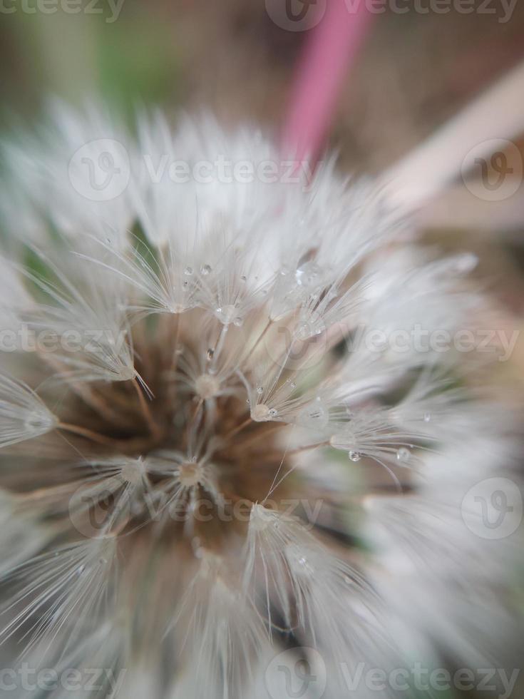 Colorful autumn flowers in the autumn garden photo