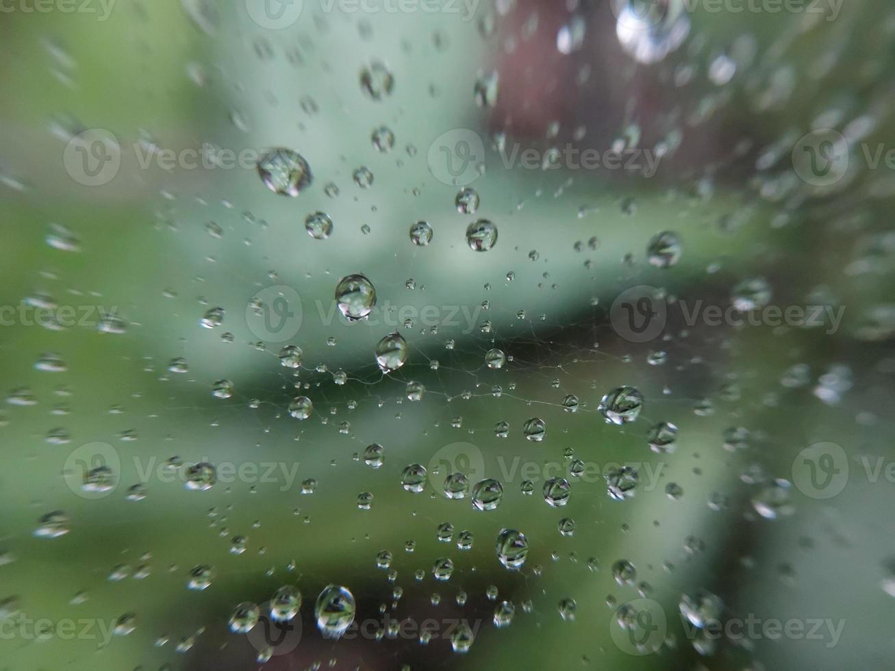 Dew drops lie on a cobweb photo