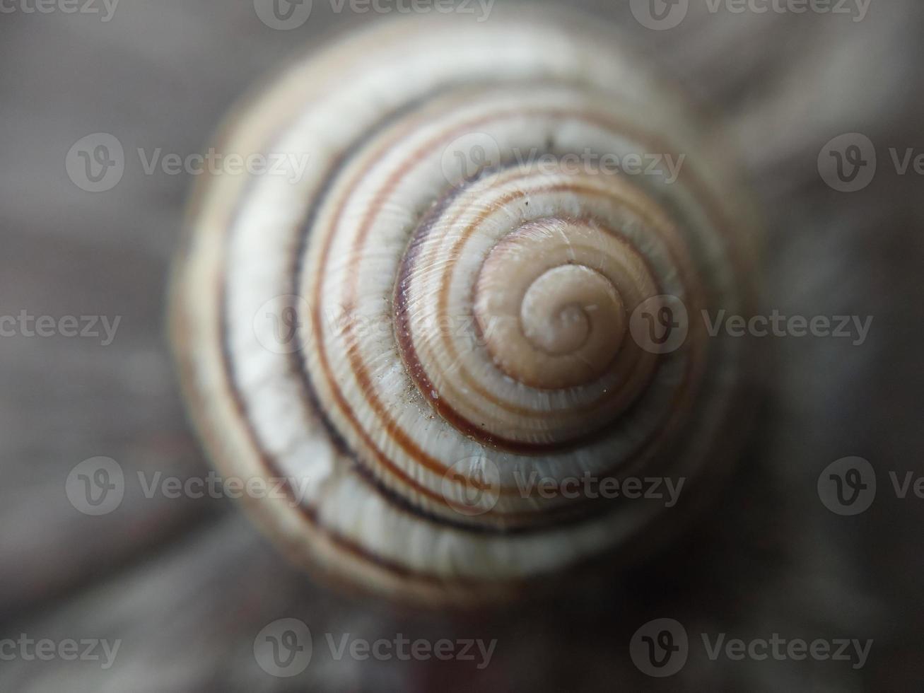 Land snail shell in the garden photo