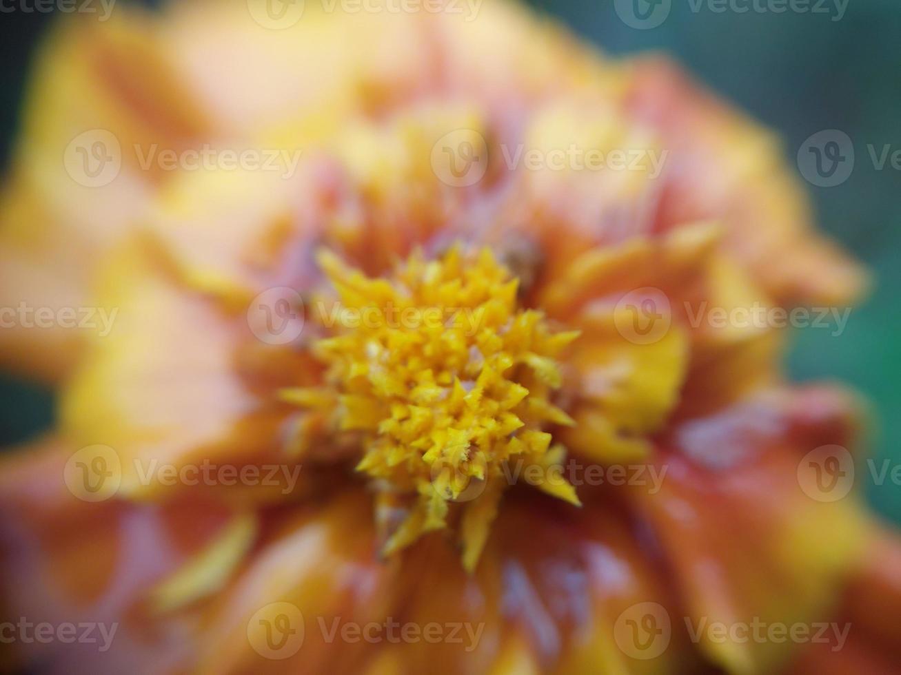 Colorful autumn flowers in the autumn garden photo