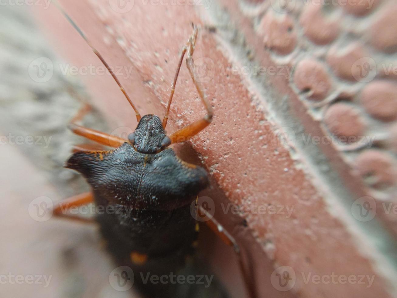 Beetle crawling on concrete tiles photo