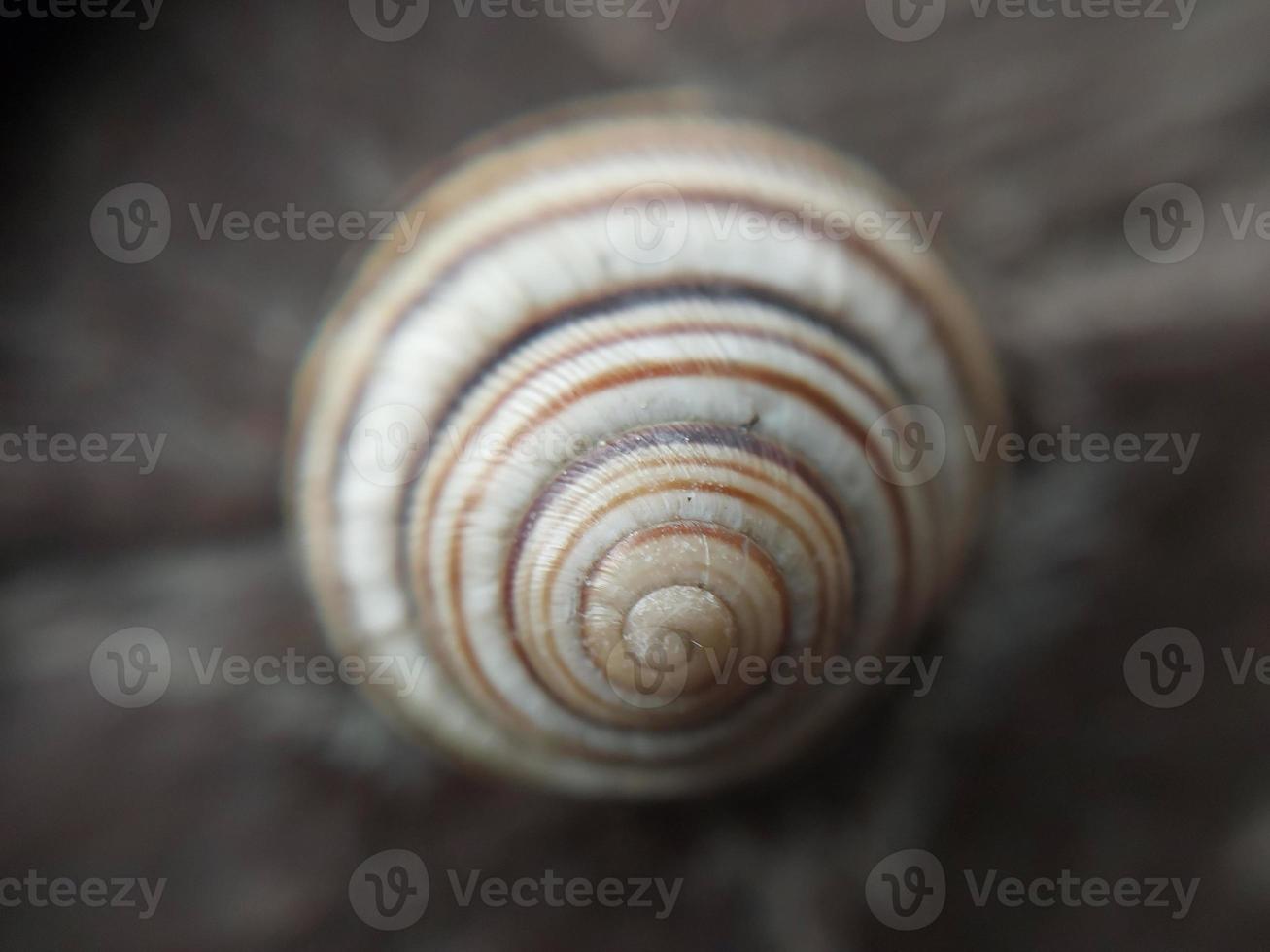 Land snail shell in the garden photo