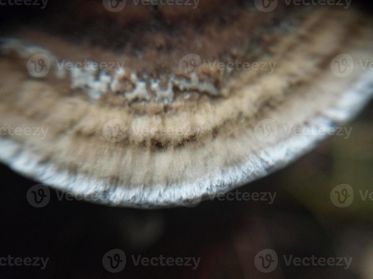 Mushroom grew on the ground and grass photo