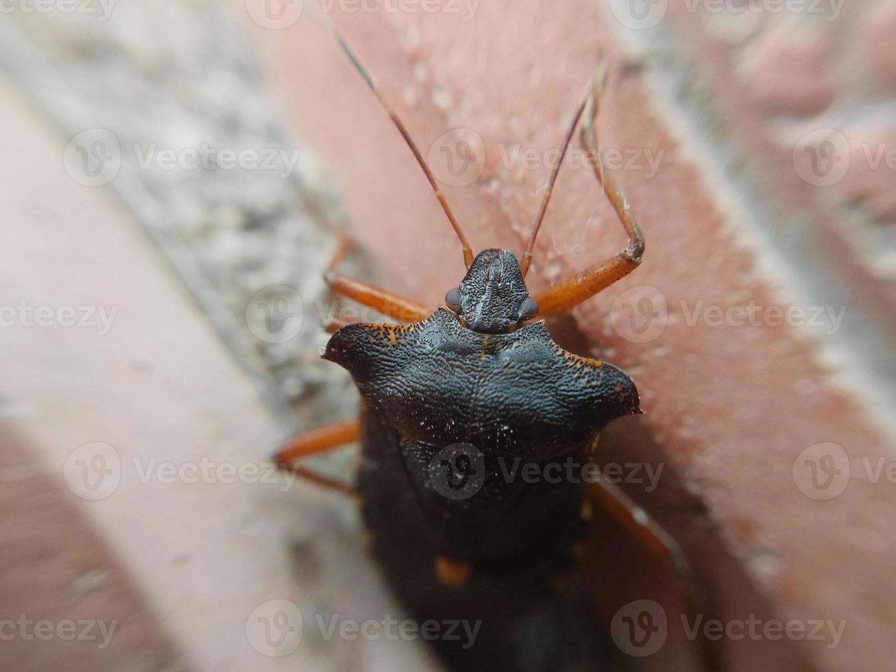 Beetle crawling on concrete tiles photo