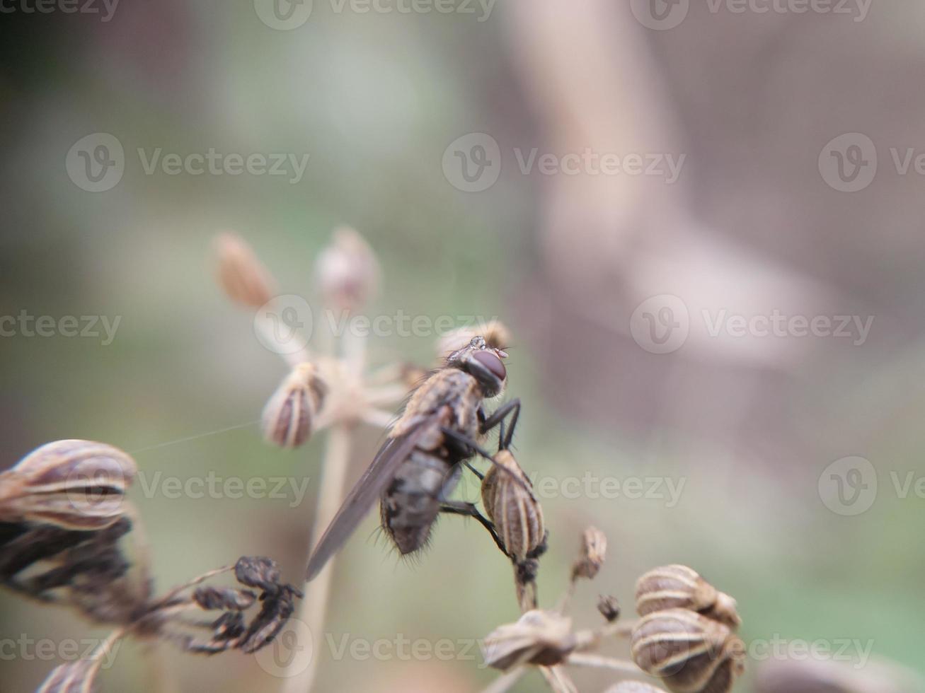 A fly crawls over plants in the garden photo