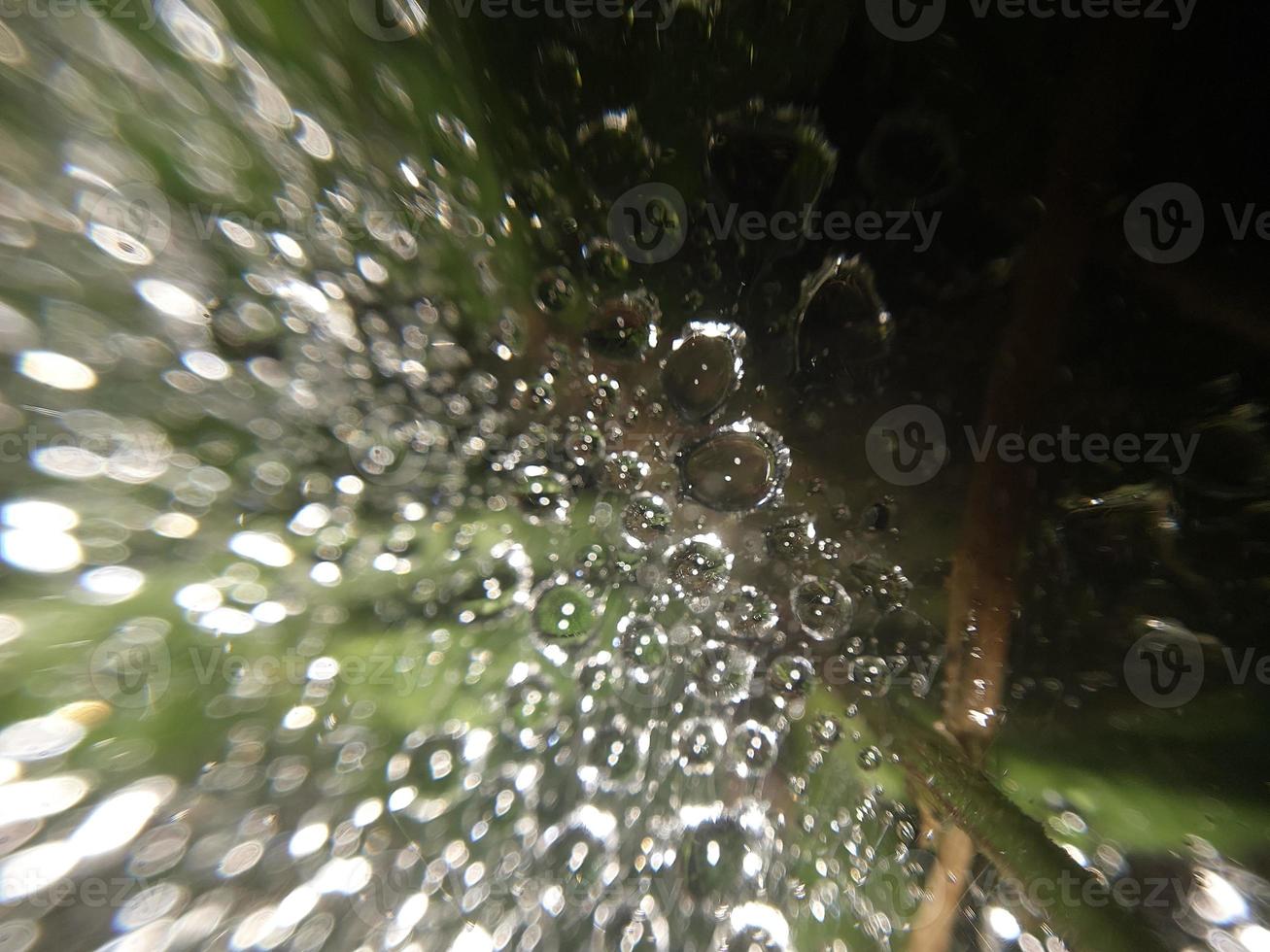 gotas de rocío yacen en una telaraña foto