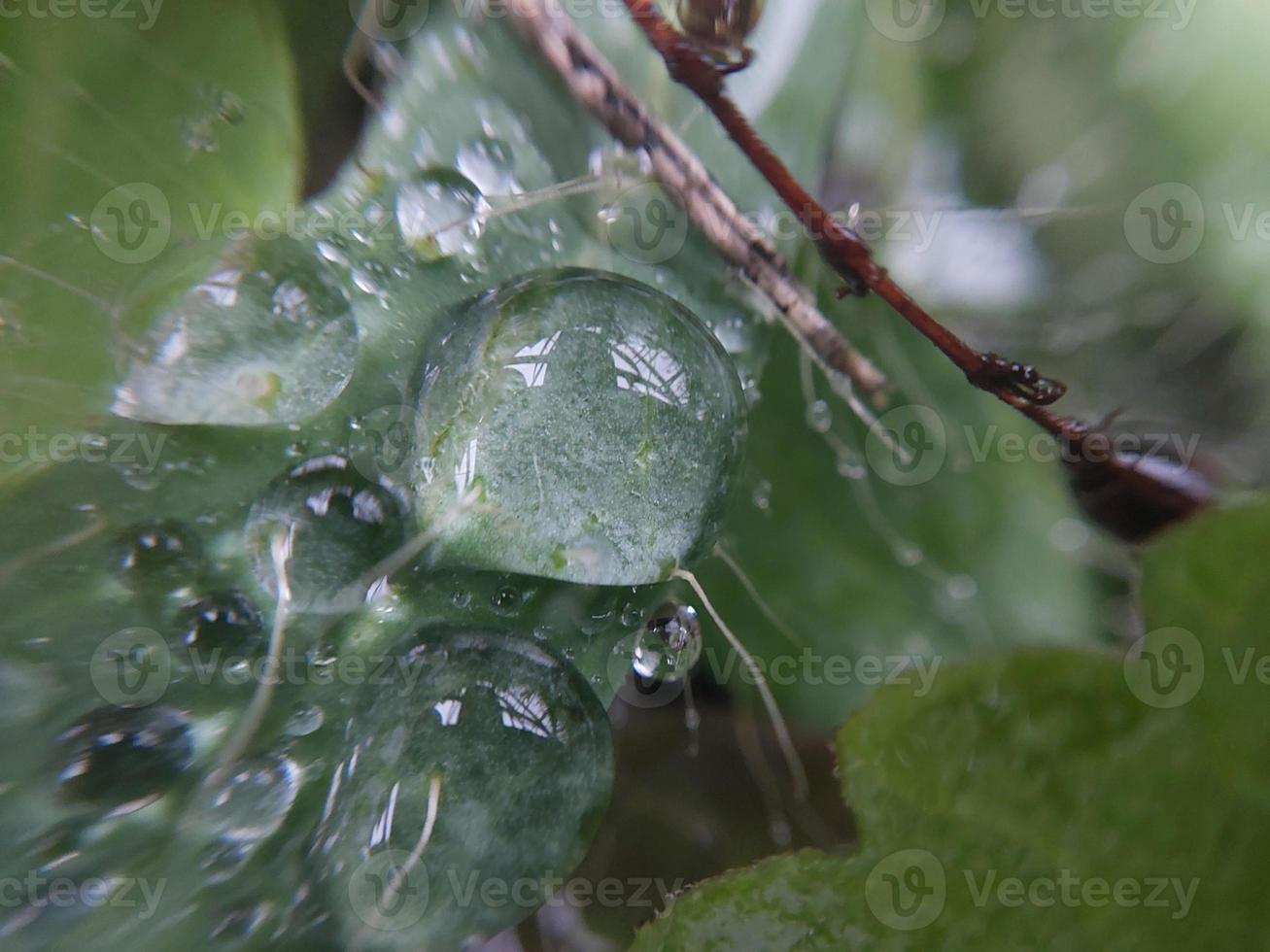 rocío de la mañana de otoño caído sobre las hojas de las plantas foto