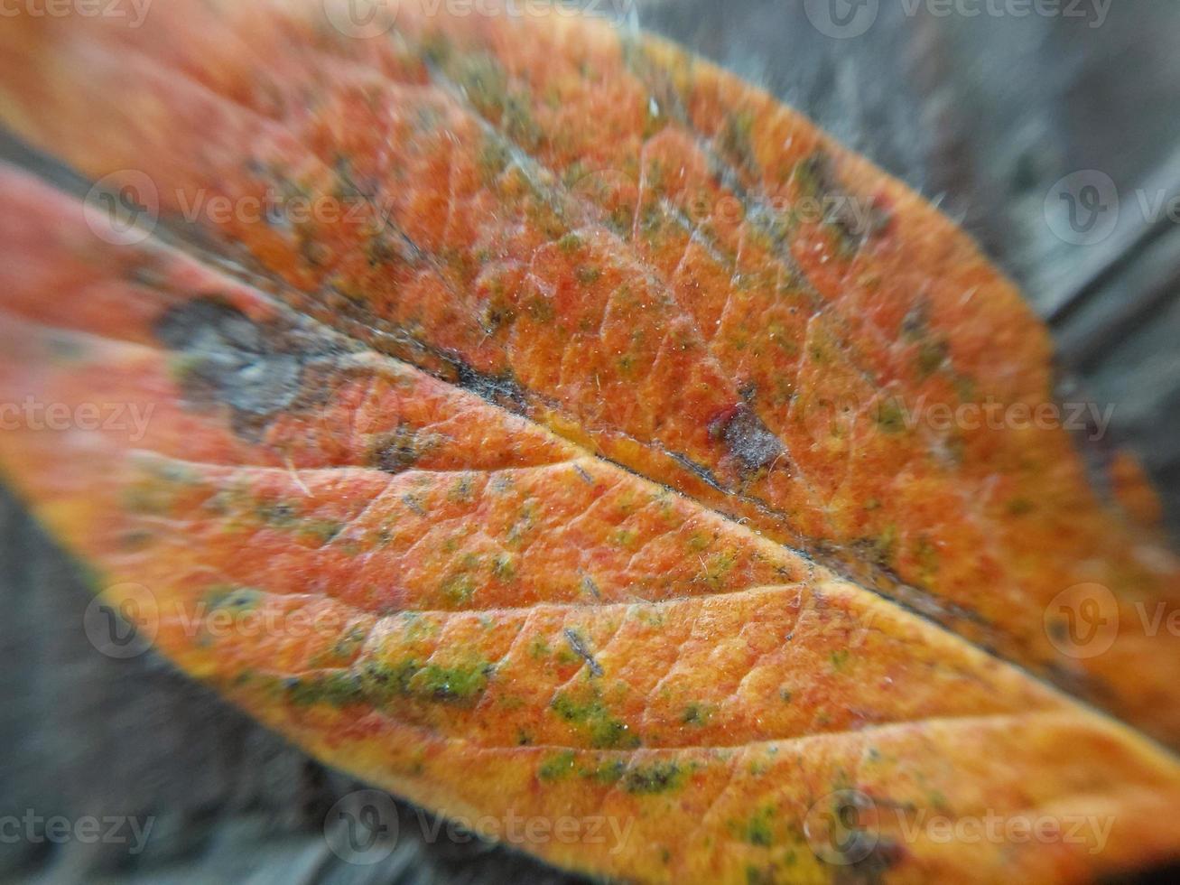 hojas de plantas coloridas después de la lluvia foto