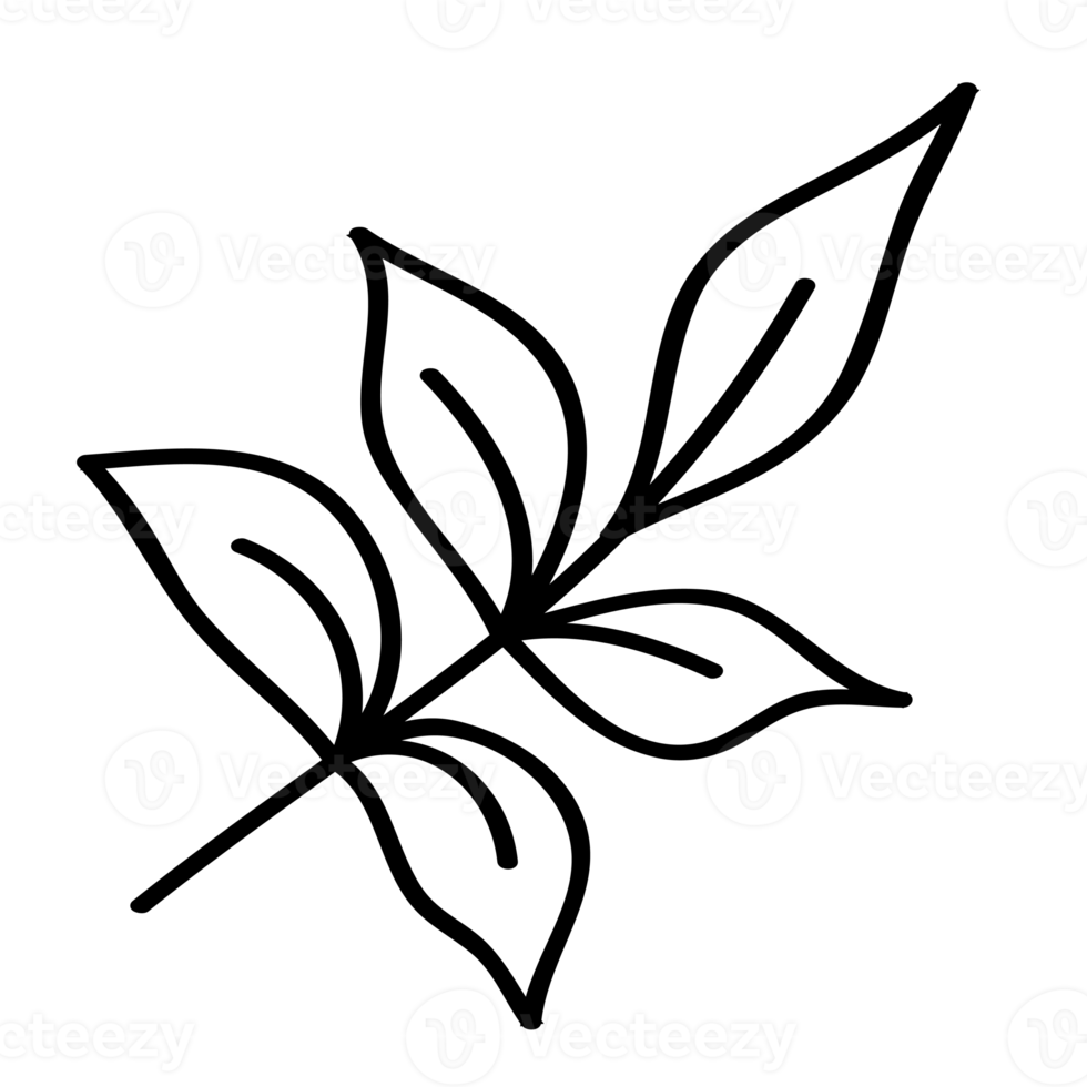 Leaf outline illustration, PNG with transparent background. 11911379 PNG