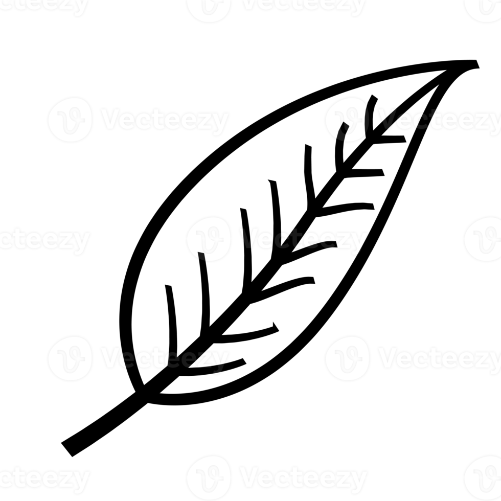 Leaf outline illustration, PNG with transparent background. 11911471 PNG