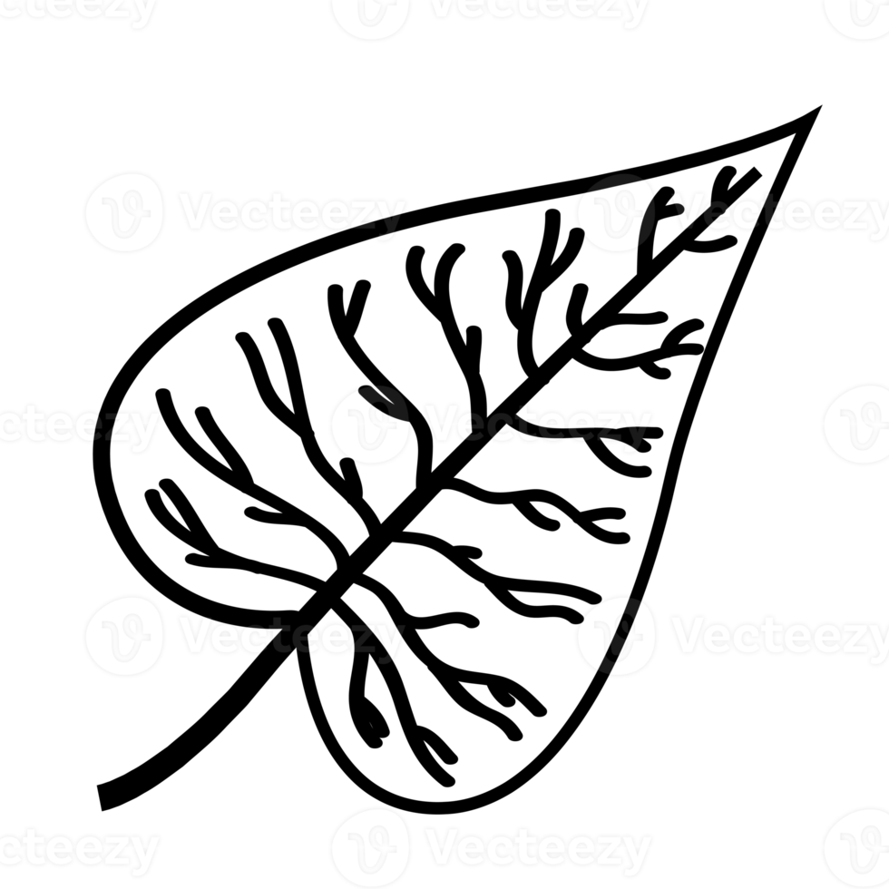 illustration de contour de feuille, png avec fond transparent.