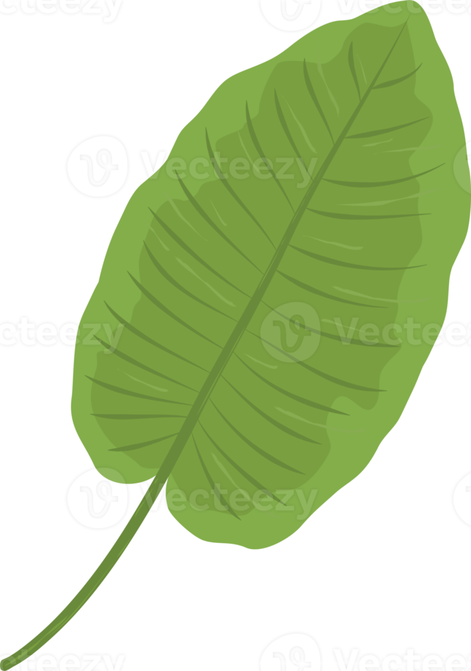 feuille verte botanique png