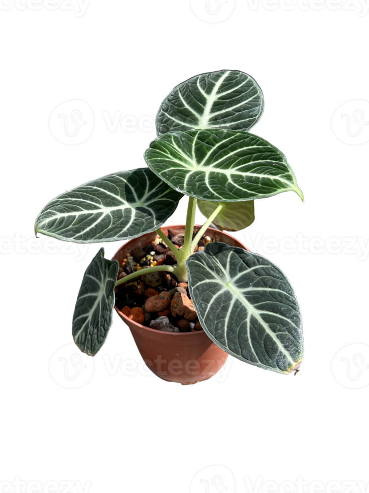 Alocasia Black Velvet. 11911632 PNG