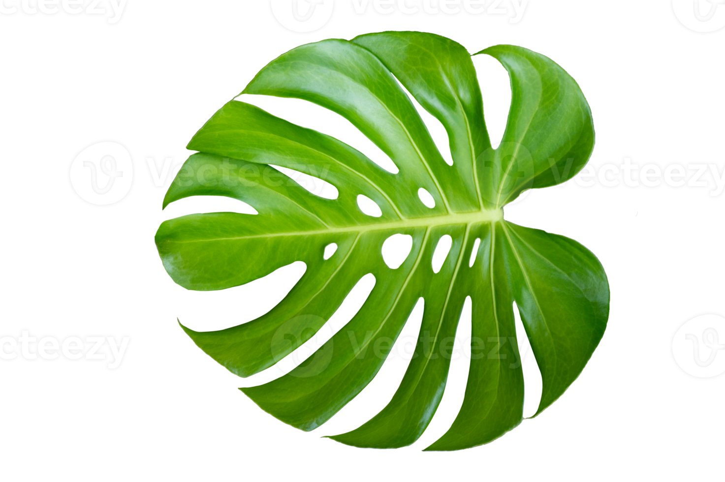 monstera bladeren bladeren met isoleren Aan wit achtergrond bladeren Aan wit PNG