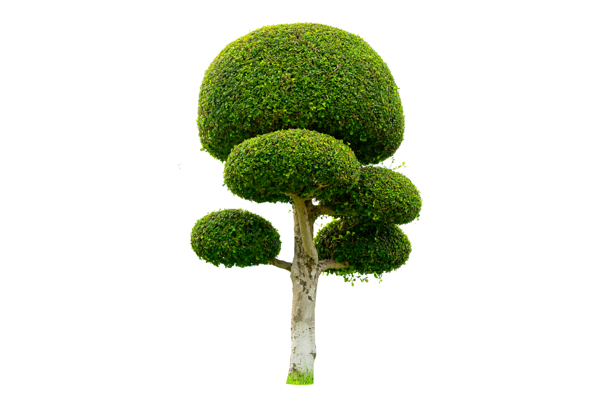 117 Background Png Garden Images & Pictures - MyWeb