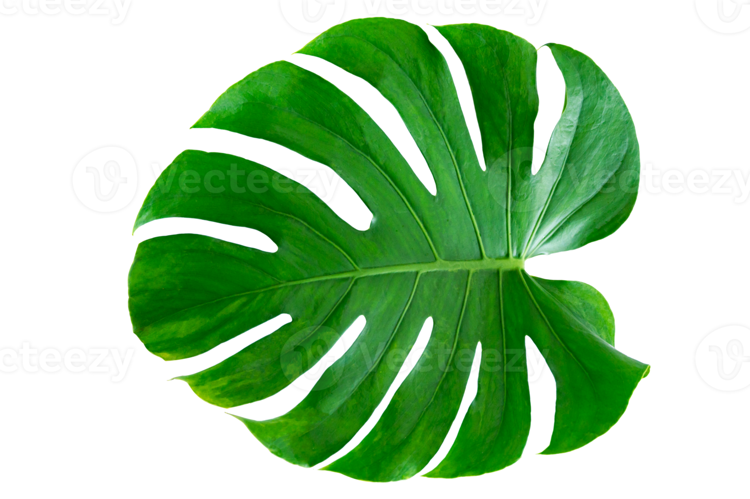 monstera deixa folhas com isolado em fundo branco folhas em branco png