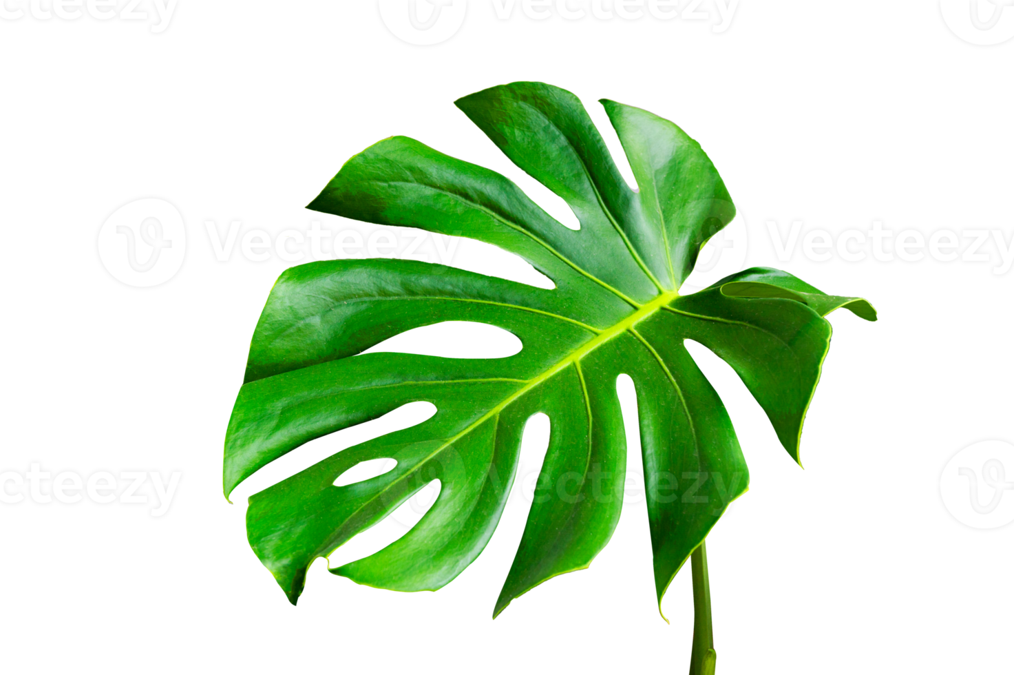 Monstera leaves leaves with Isolate on white background Leaves on white png