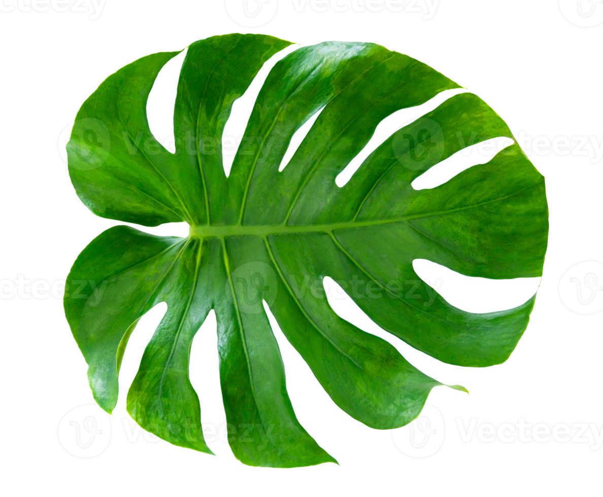 Monstera leaves leaves with Isolate on white background Leaves on white png