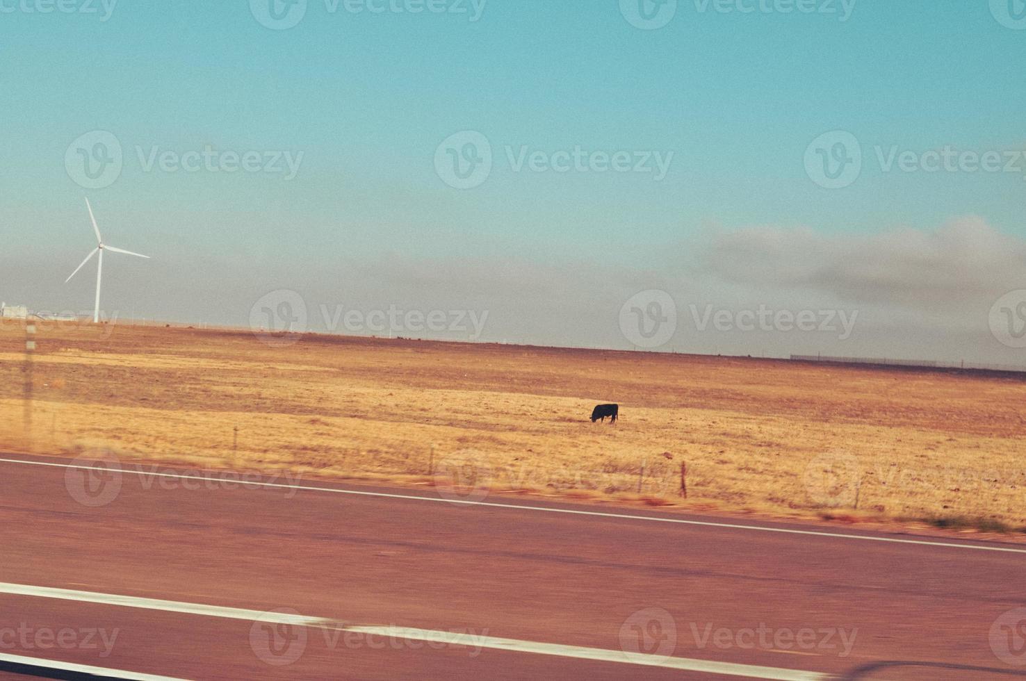 Cow and Wind Turbine photo