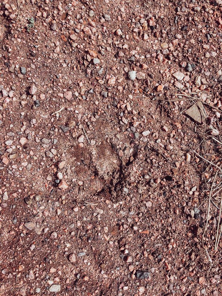 Duck Foot Print photo
