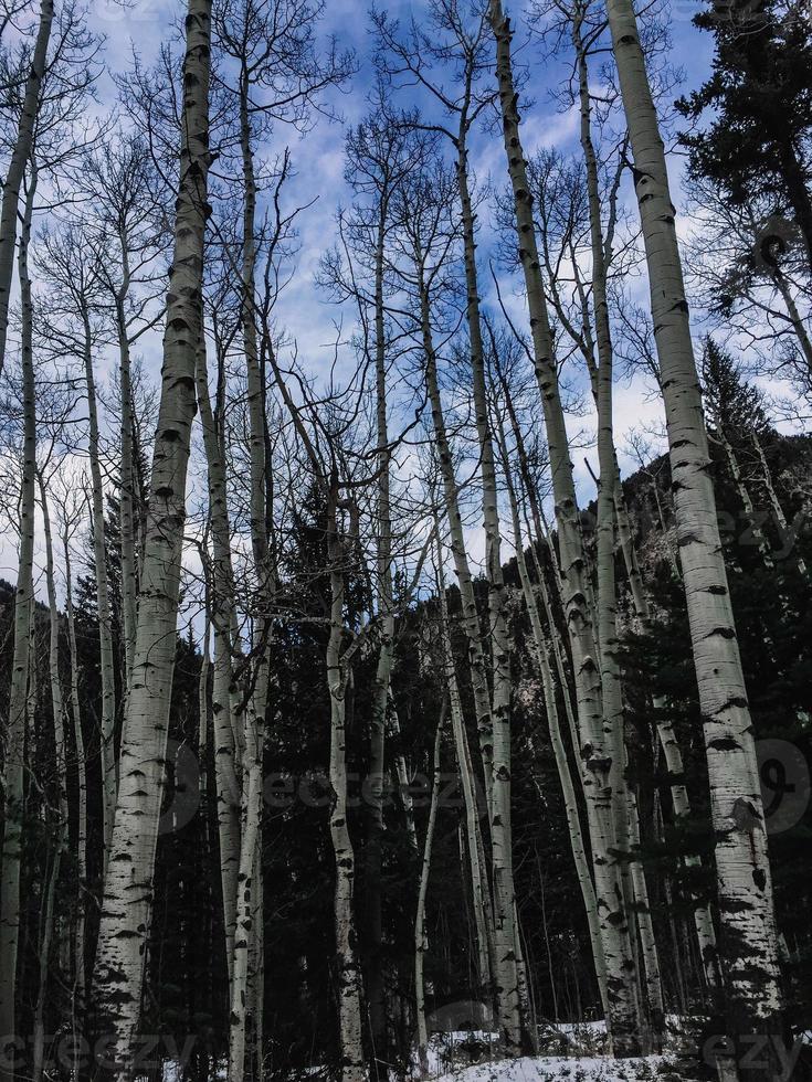 Bare Aspen Trees photo