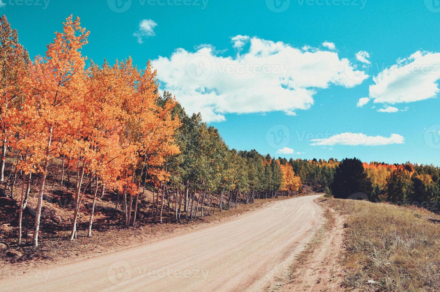 Aspen Trees on Dirt Road photo