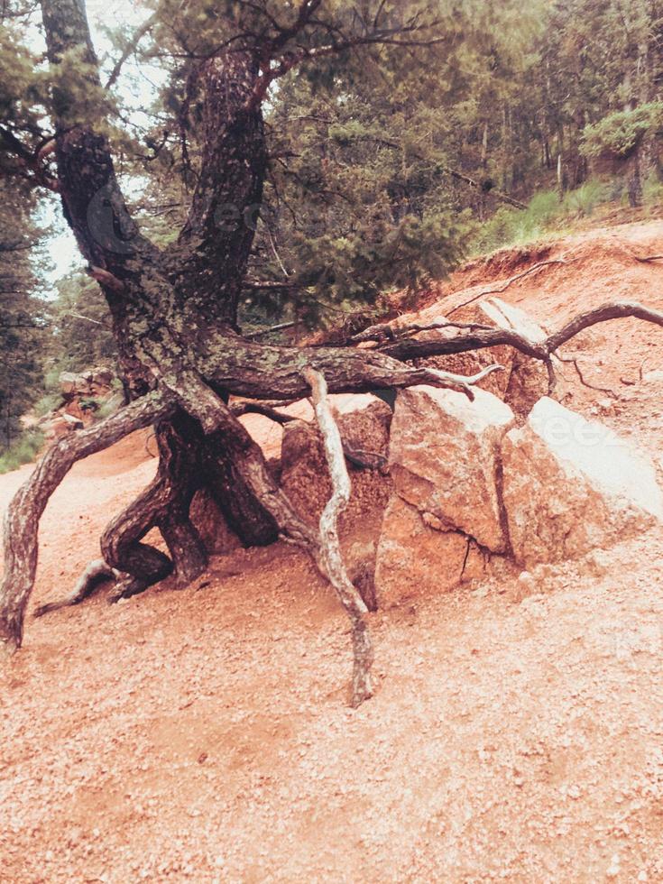 Tree Sitting on a Rock photo