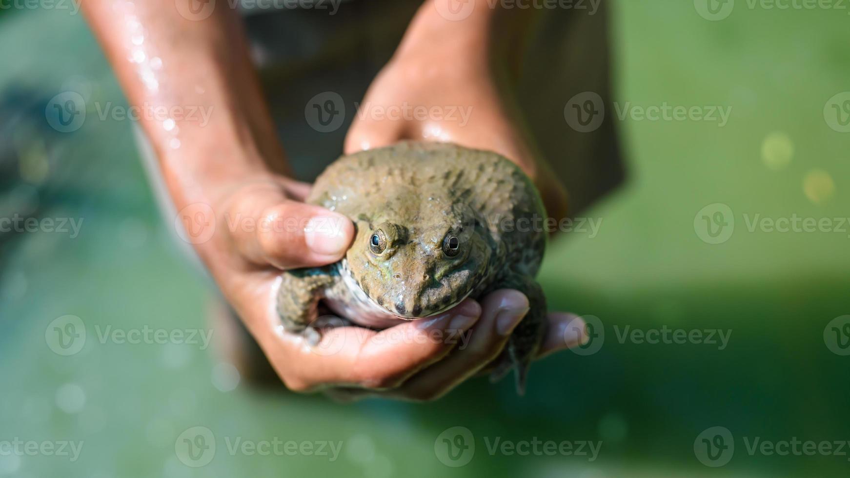 a big frog on hand of farmer harvesting product in farm Thailand, aquaculture concept photo