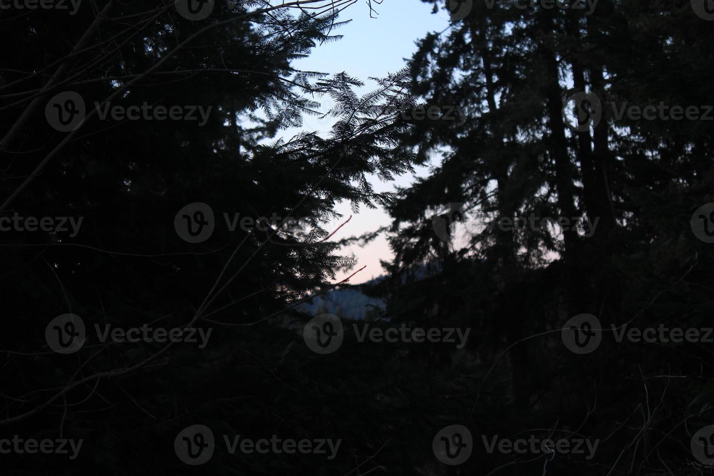 Thick trees in the cold forest with the backdrop of the evening sky. photo