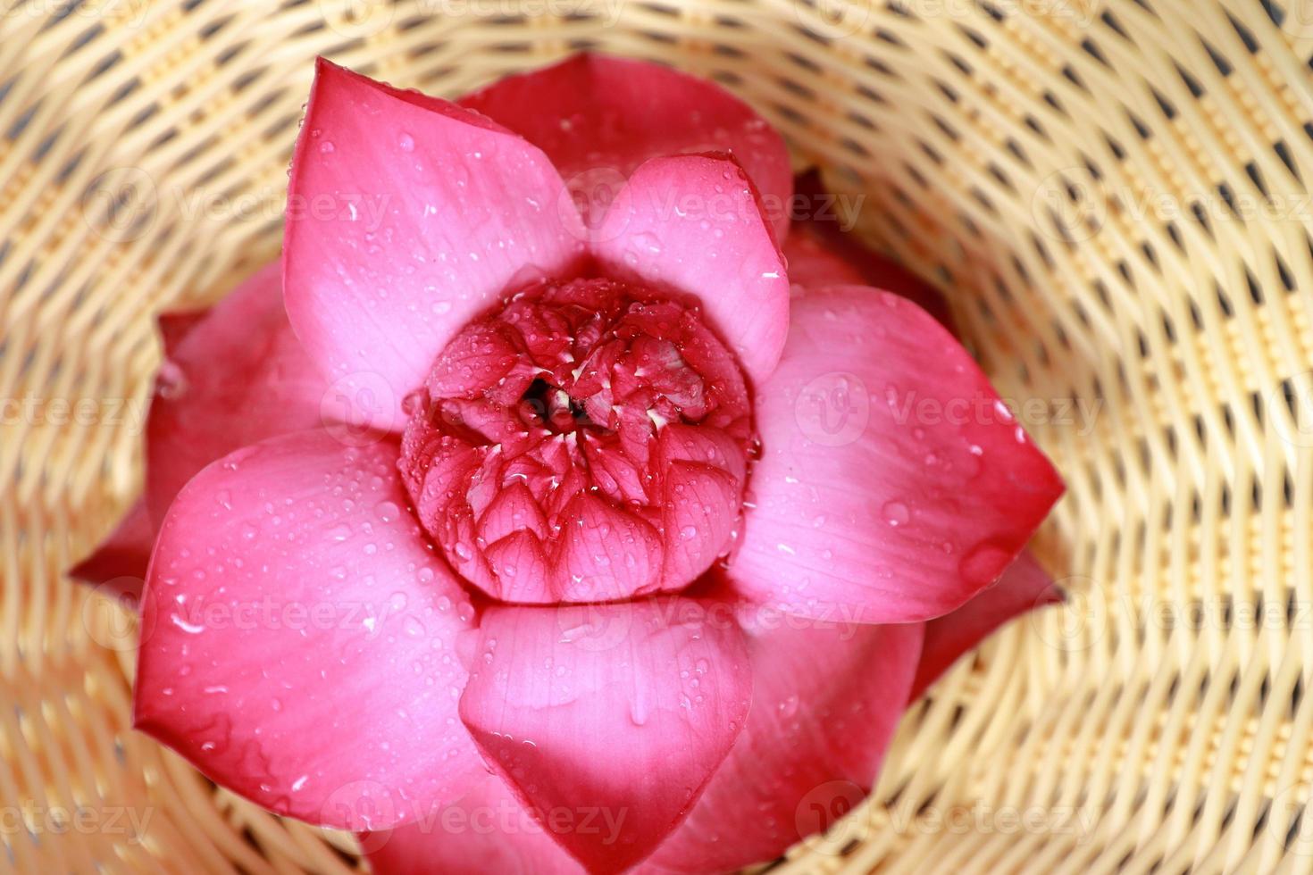 Very nice lotus flower on a nice wicker pot. Lotus flower top view photo