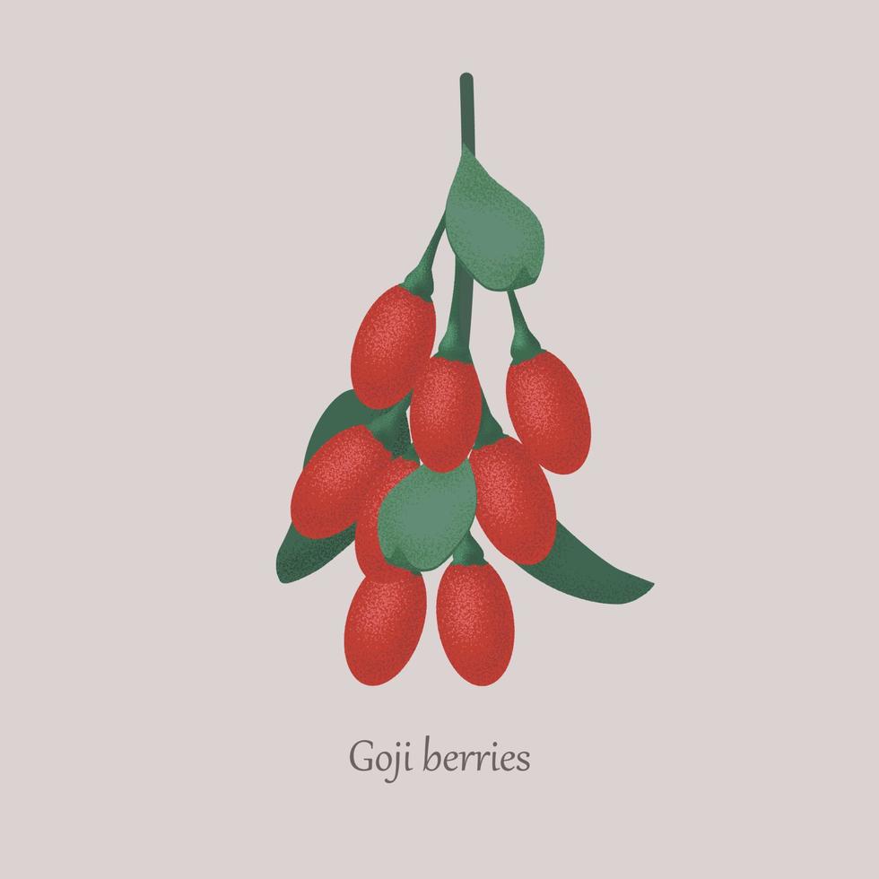 Red goji or wolfberry healthy berries on a branch. Goji with leaves healthy diet food on a gray background. vector