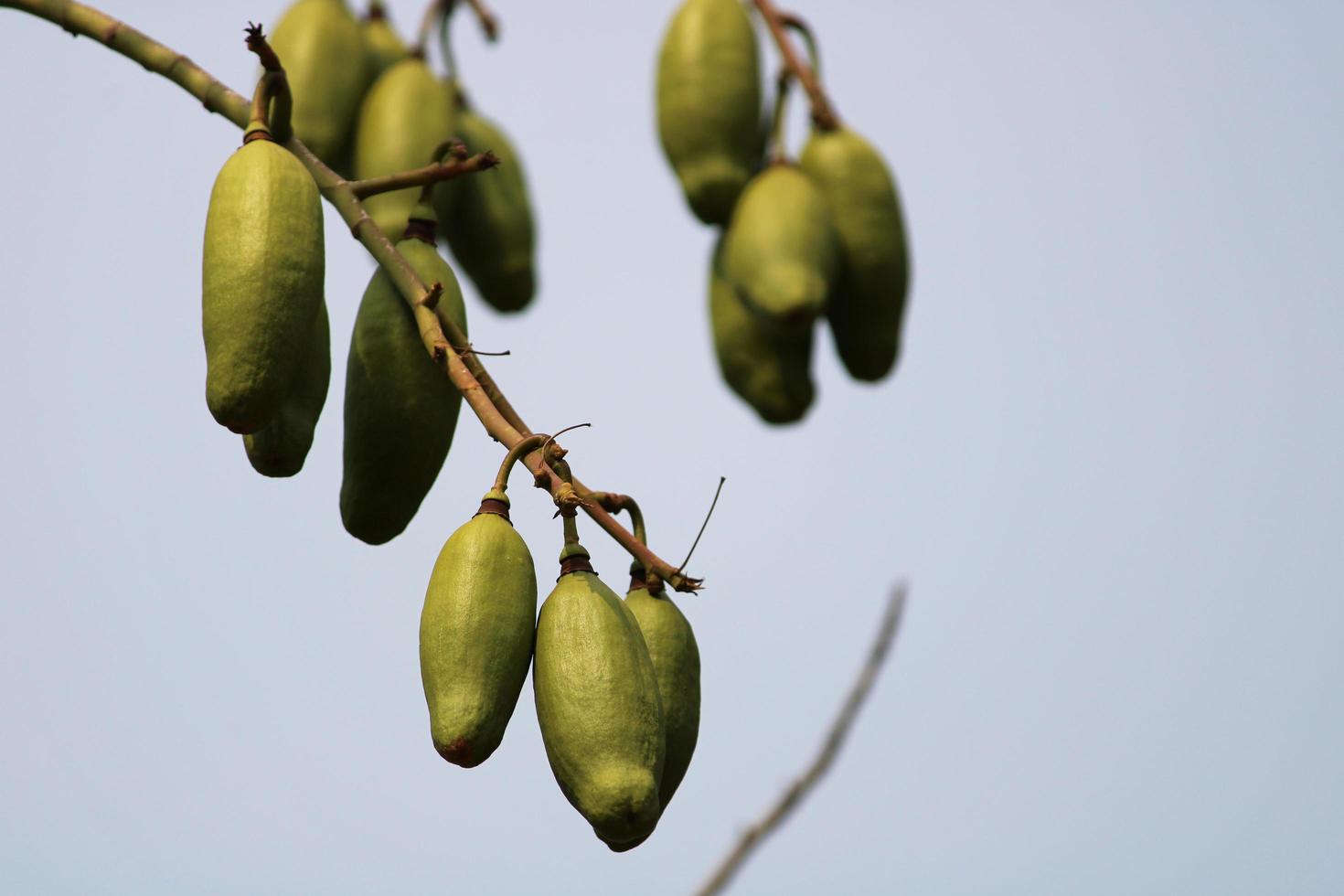 Ceiba Pentandra Fruits. photo