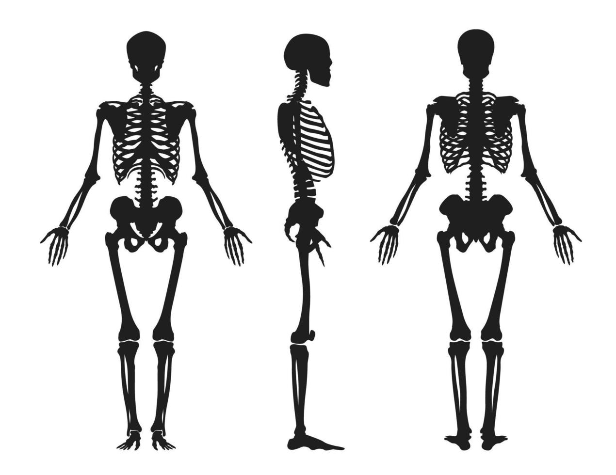 silueta negra humana del esqueleto. parte superior con caja torácica del cráneo y brazos girados de perfil desde las patas delanteras y laterales con articulación de la cadera y brazos vectoriales. vector