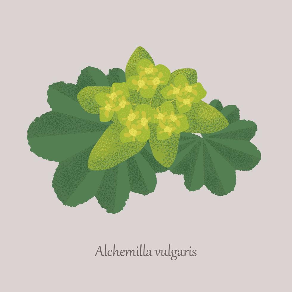 Alchemilla vulgaris is a perennial plant with green leaves and yellow flowers. Medicinal plant on a gray background. vector