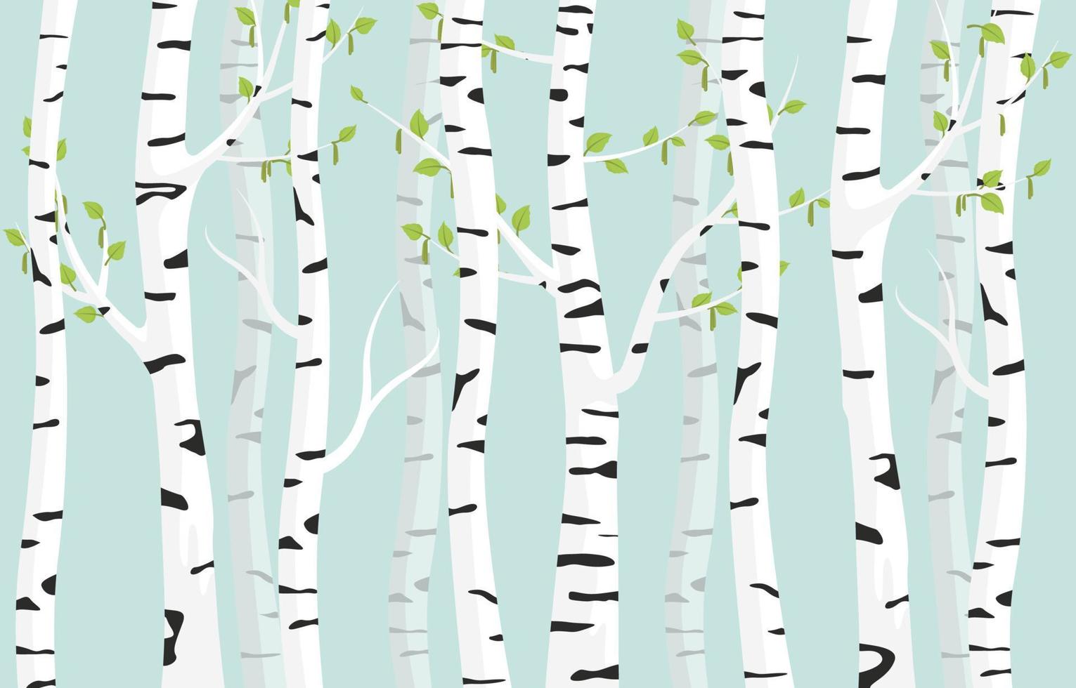 Birch forest background. Spring birch green young leaves spotty bark on tree black vector spots white trunk, romantic seasonal park april grove background revived spring.