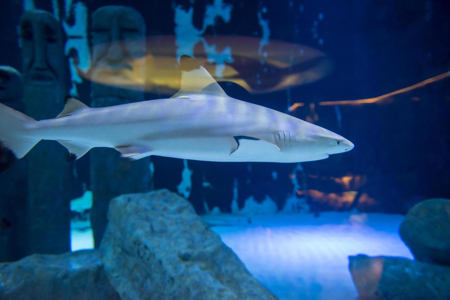 tiburón nadando en acuario foto