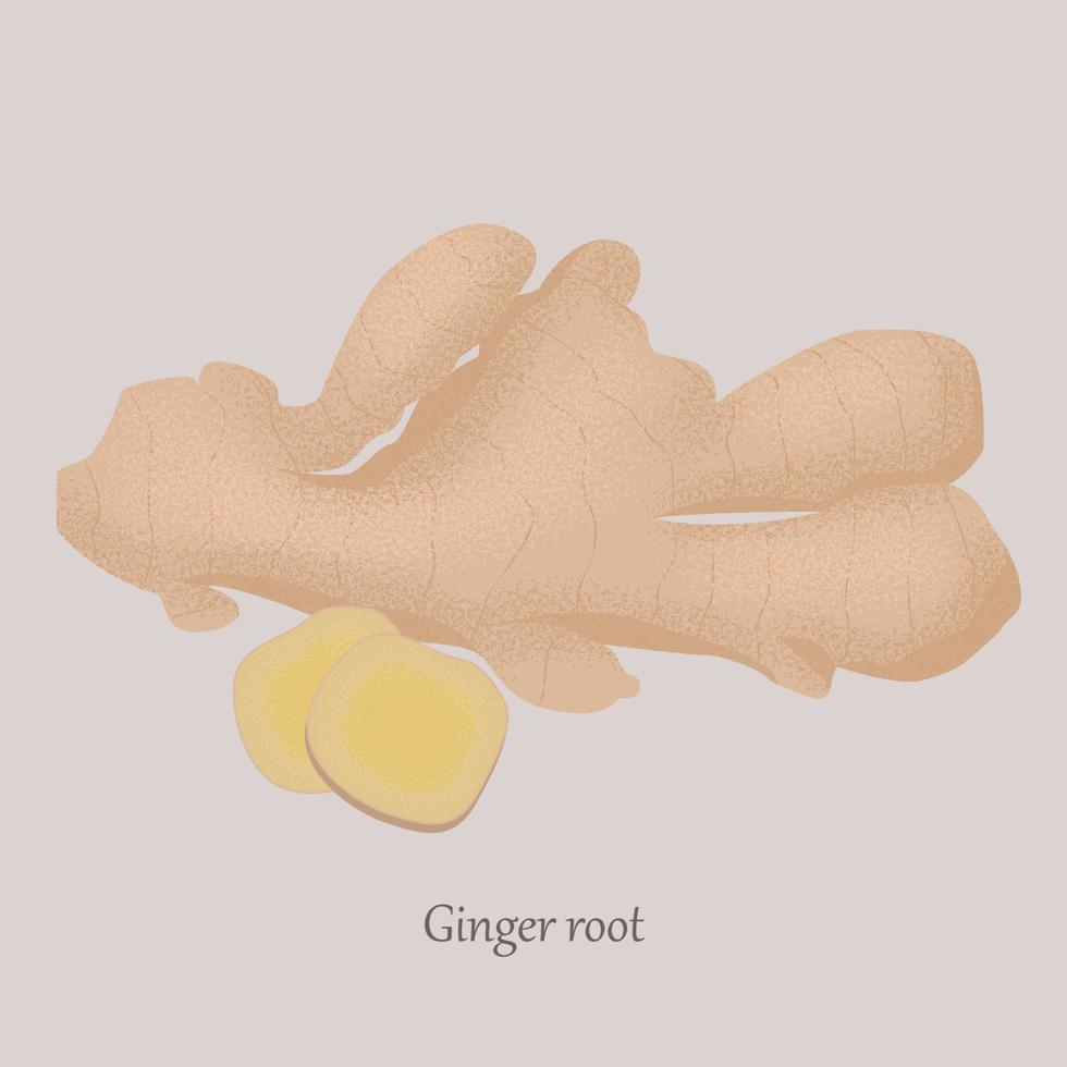 Ginger root whole and sliced in slices on a gray background. Healthy, fresh ginger and logo. vector