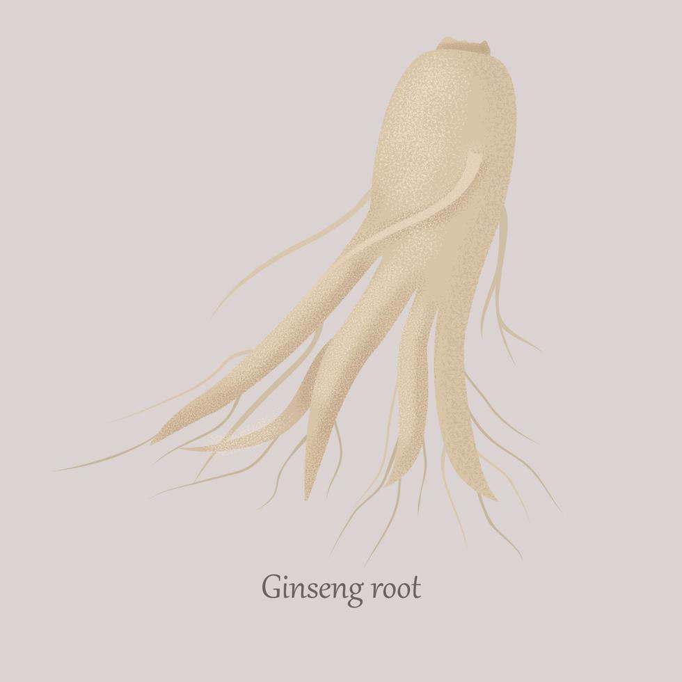 planta médica de raíz de ginseng sobre un fondo gris. raíz de panax ginseng con propiedades beneficiosas. vector