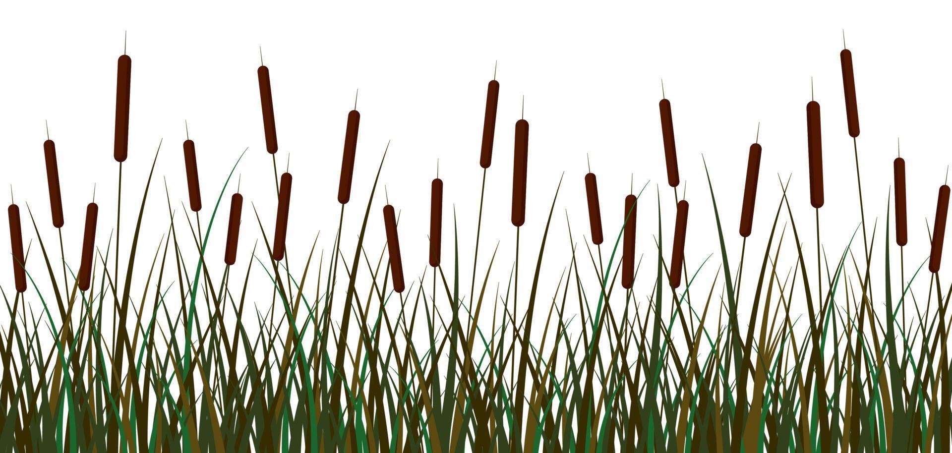 Swamp reeds background. Green swamp canes reed brown inflorescences bush with foliage open space beautiful vector botanical cattail ornament clipart pond river.